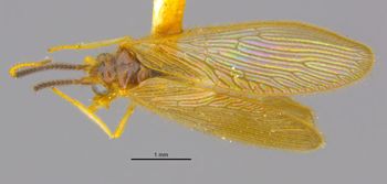 Media type: image;   Entomology 11917 Aspect: habitus dorsal view